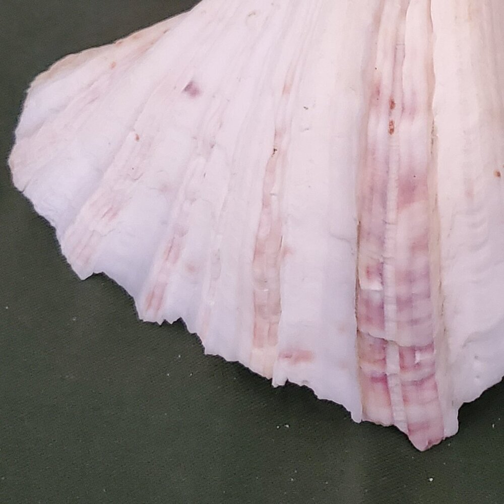 Extra Large Sandy Clam Shell - Picture 3 of 9